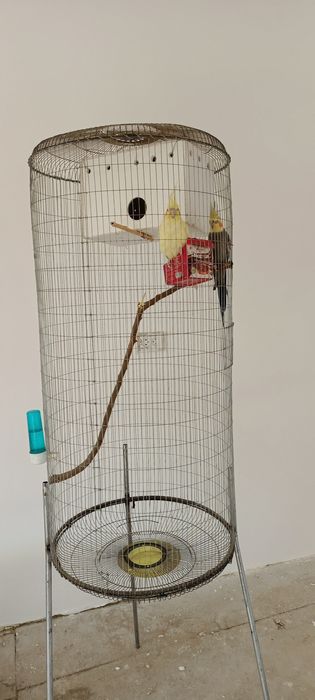 Papugay tezda sotiladi