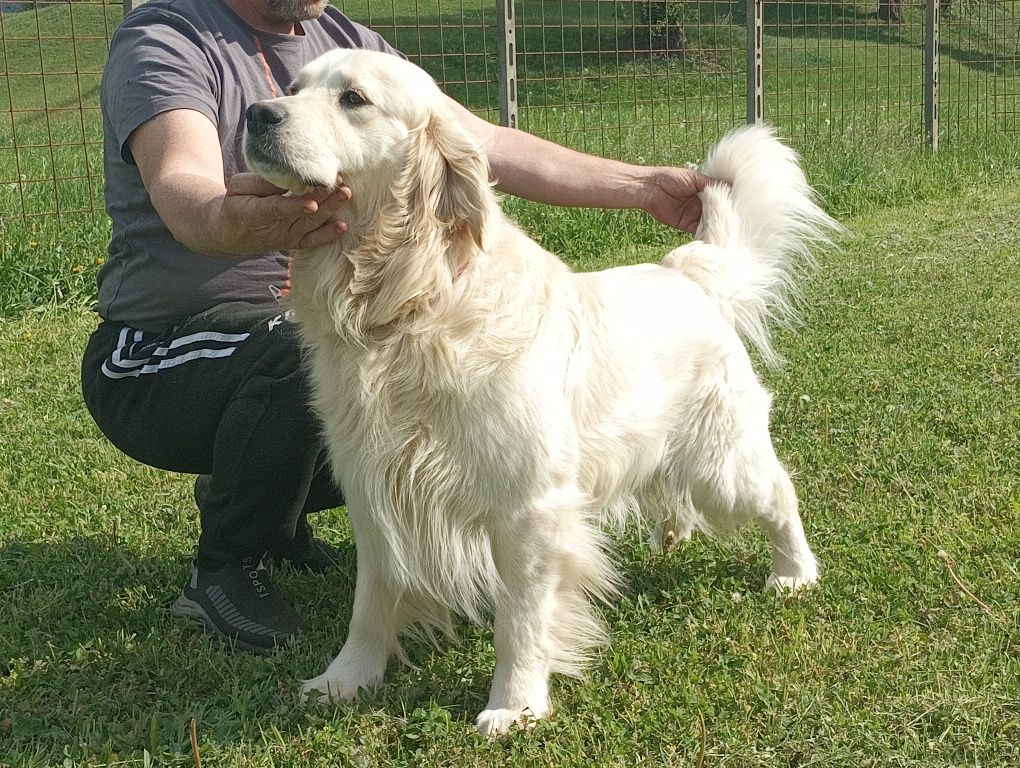 Mascul Golden Retriever cu Pedigree