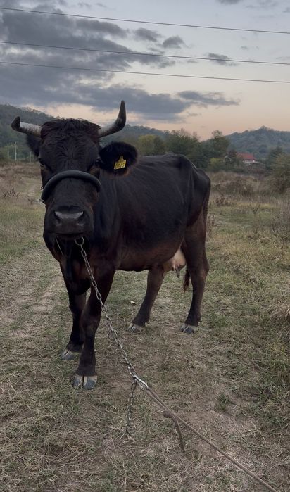 De vânzare vaca brună
