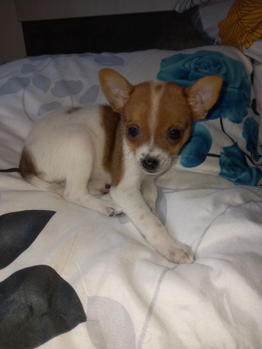 Щенок русского той терьера