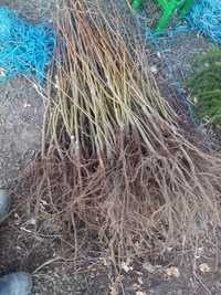 Puieți de Tei oferim transport gratuit