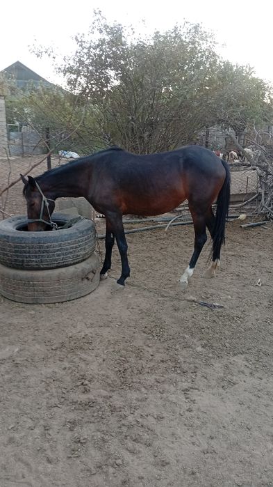 Жылқы Лошадь байтал буаз, қол жуас есті жануар.