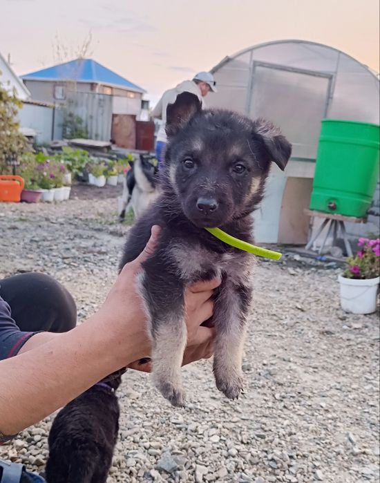 Продам щенков ВЕО Восточной Европейчкой овчарки