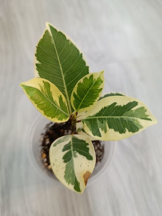 Продам фикус Альбамаргината