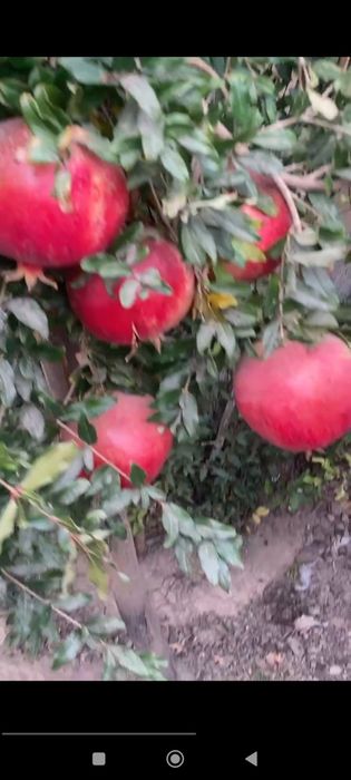 Граната очень сладкая сочная крупная из своего огорода