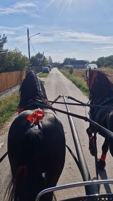 Vând armăsar frizian sau schimb cu iapă frizian