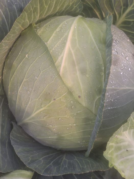 Vand Varza AutumKing F1