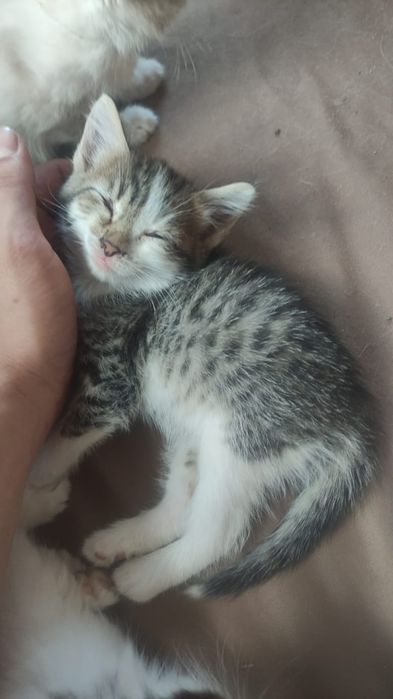 ДАРЮ КОТЯТ, Бесплатно, Крысыловы