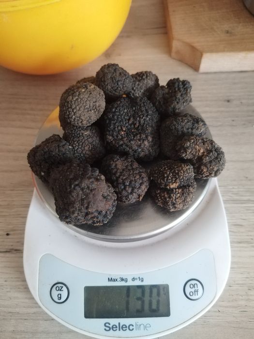 Trufe negre de toamnă