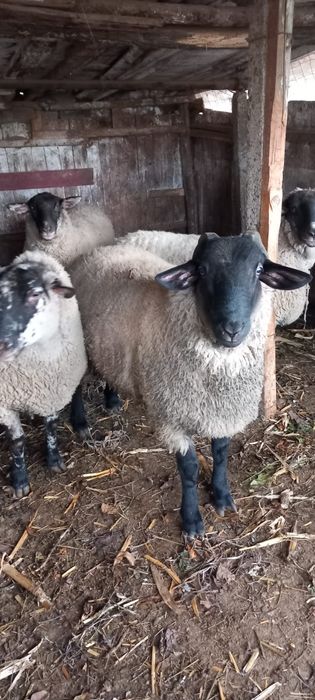 Vând oi tinere metis sufolk . Preț 6000 ron . Posibil gestante