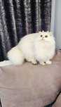 Scottish straight longhair pedigree - bijuterie, unic