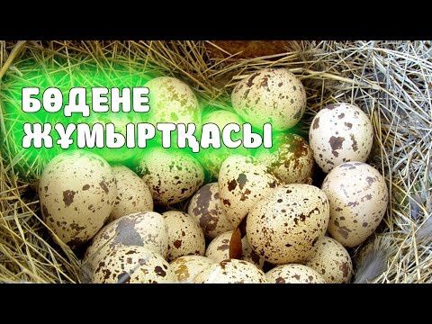 Бодене, перепелиные яйца пищевой, инкубационный...