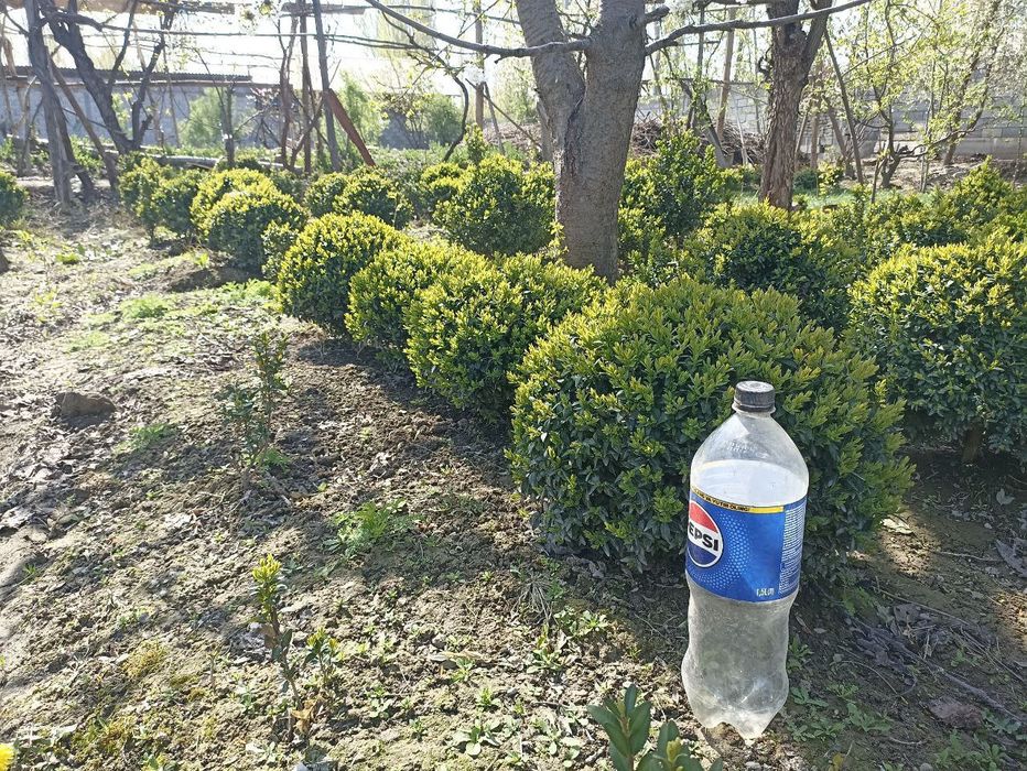 Шамшот гулармиз сотувда