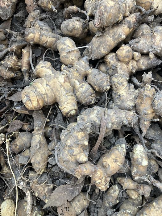 Топинамбур - очень полезный плод