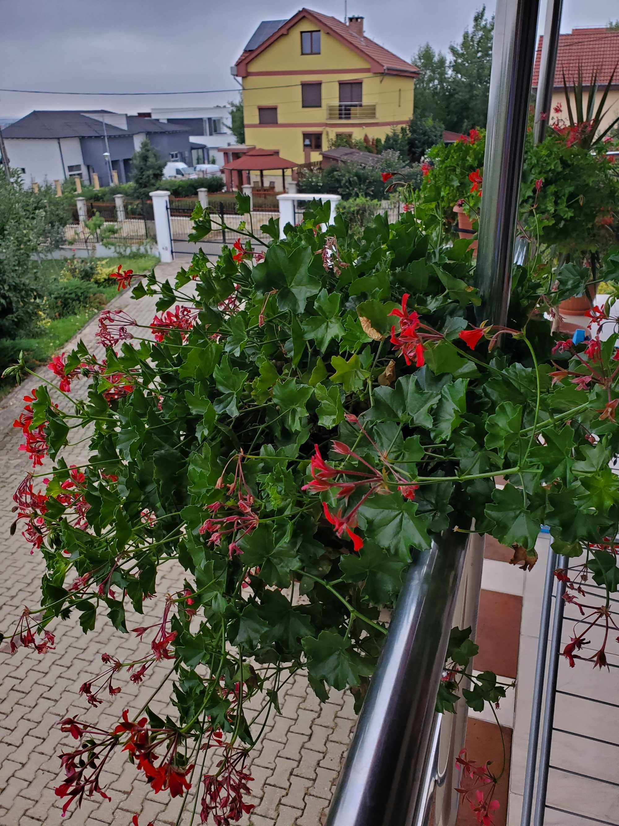 Muscate tiroleze rosii in jardiniere de 60 cm cu suport metalic.
