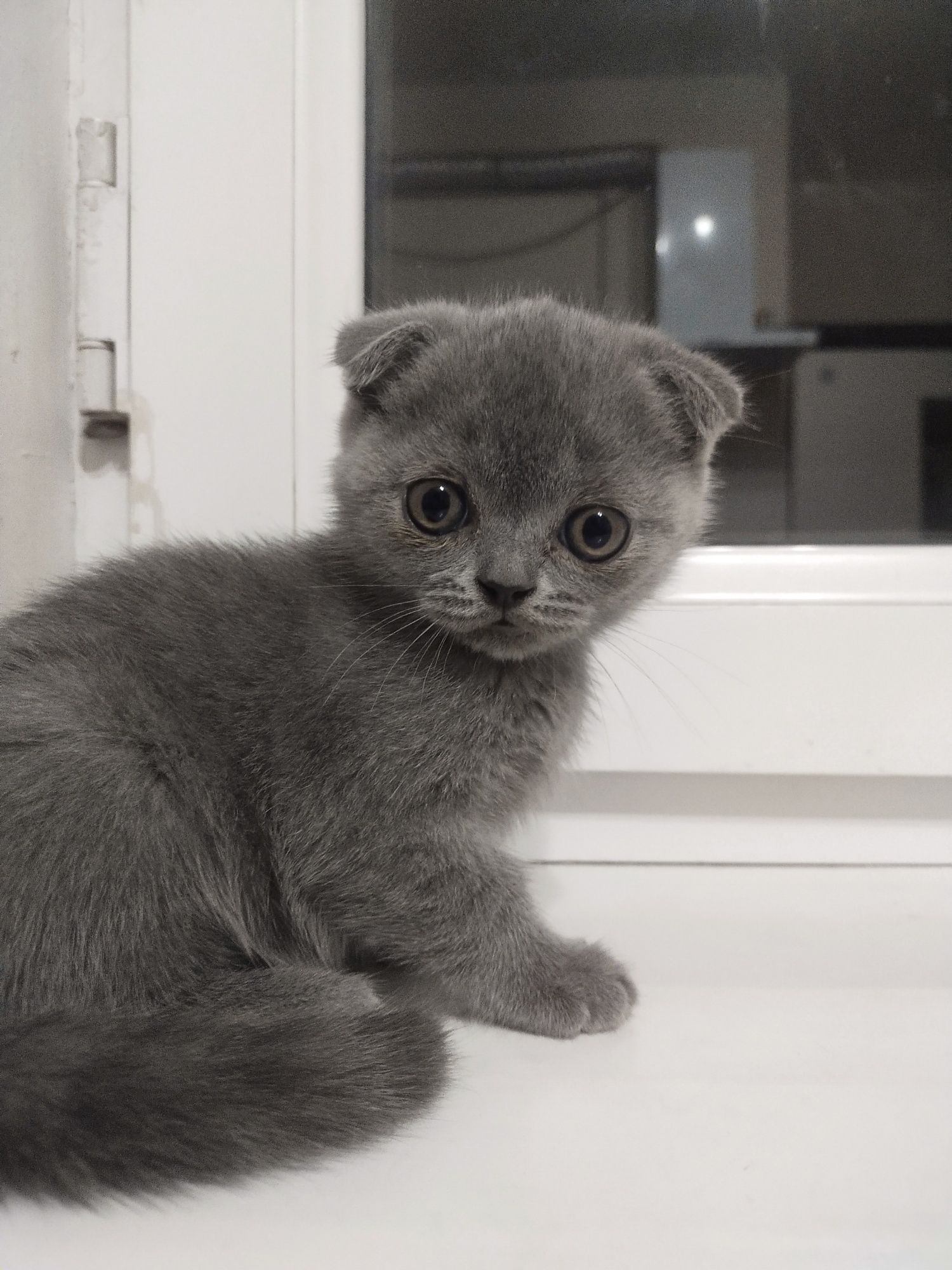 Продаются котята скотиш фолд!