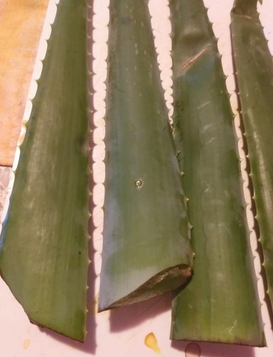 Aloe Vera Barba Denssis
