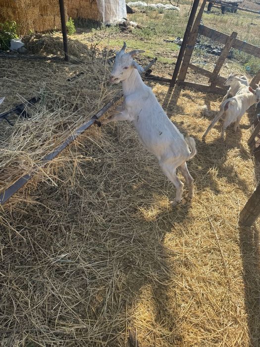 Carne de ied de tară