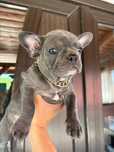 Buldog fracez buldog francez