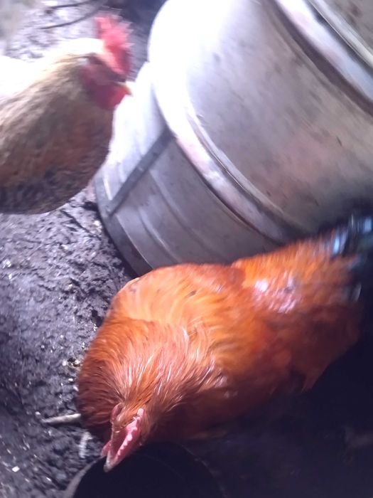 Млади домашни петли