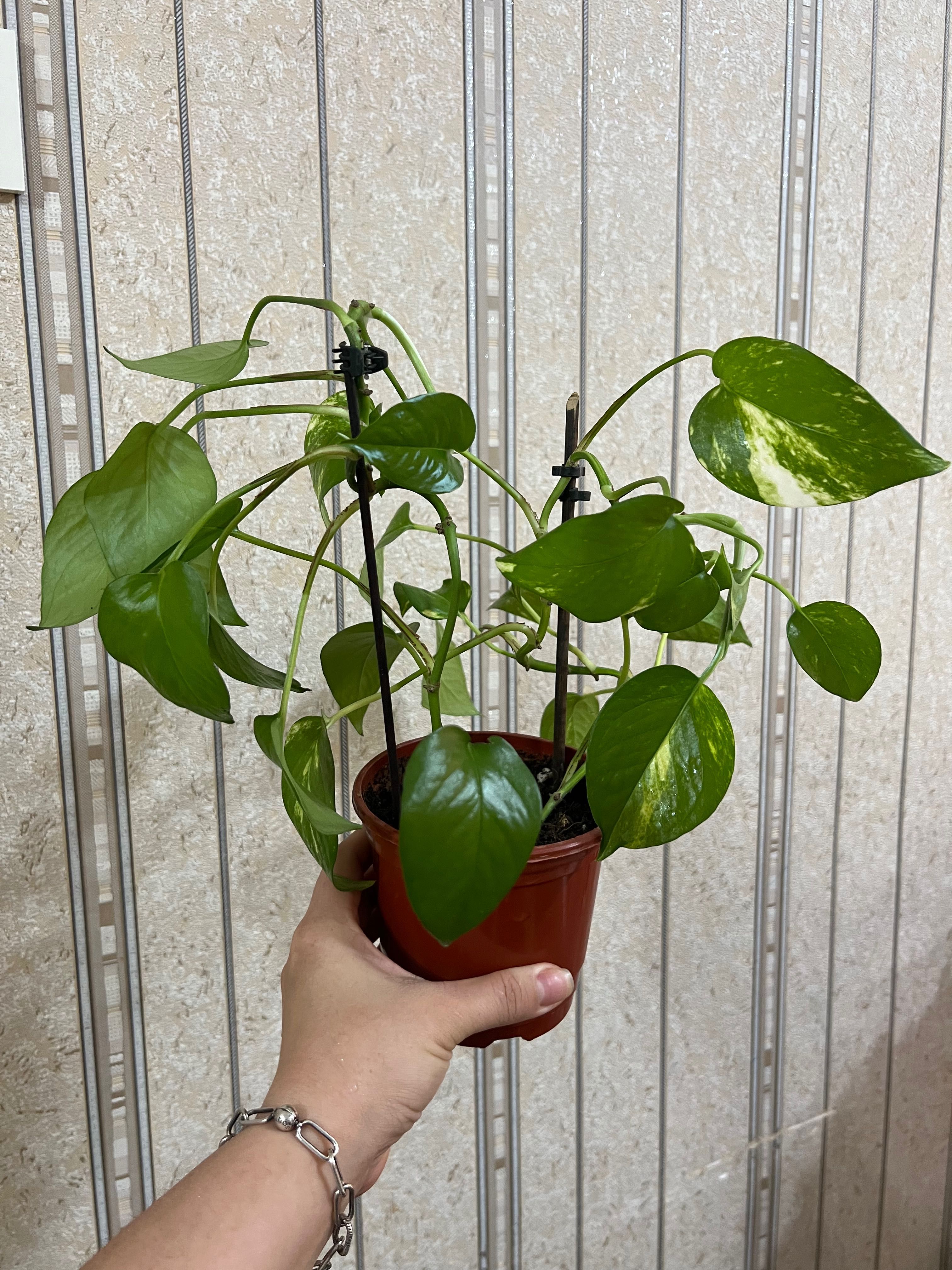 Продам комнатные растения
