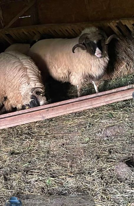 Berbec cu nasu alb la ofertă