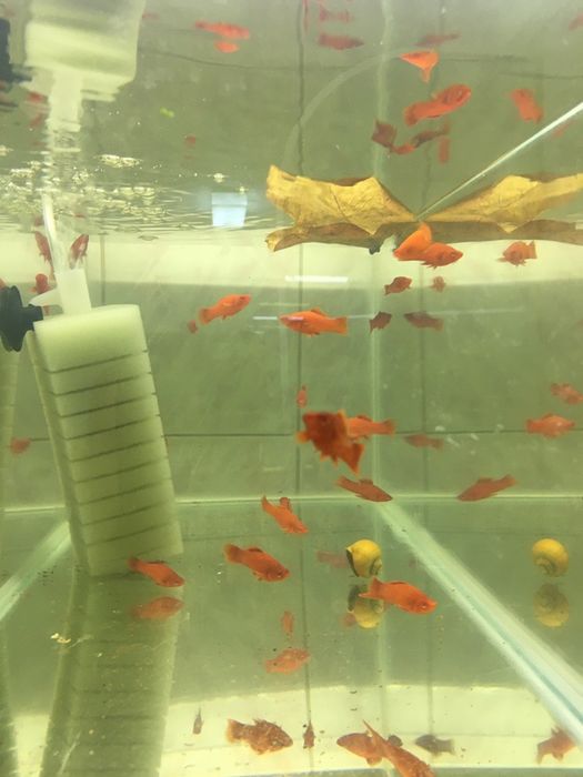 Xipho rosii cu ochii rosii