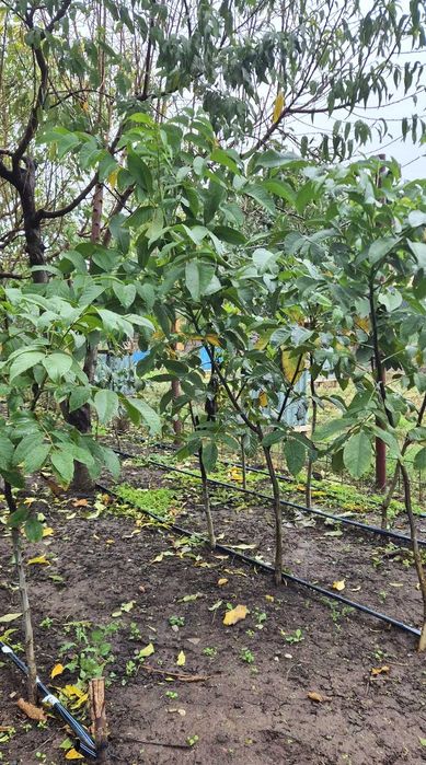 Vând puieti de nuc soiuri superioare. Pret avantajos