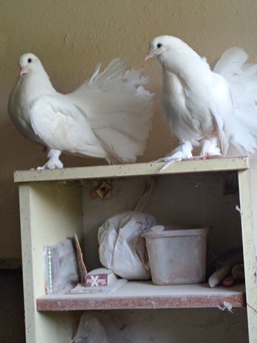 Porumbei de frumusețe