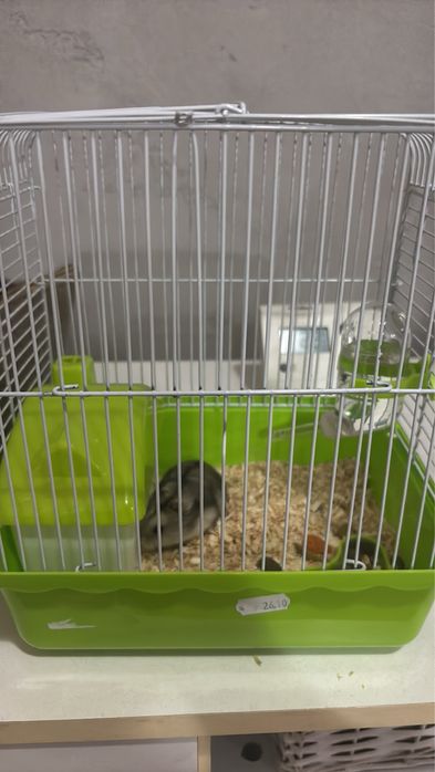 Подарявам хамстер