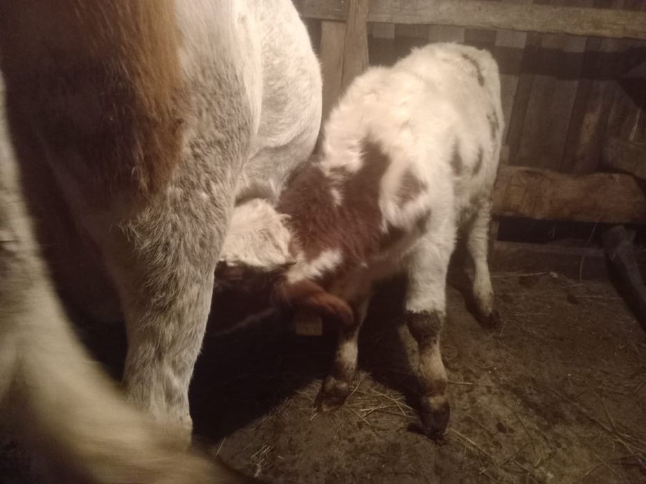 Продаю подсос 3 бычок , 1 тёлочку