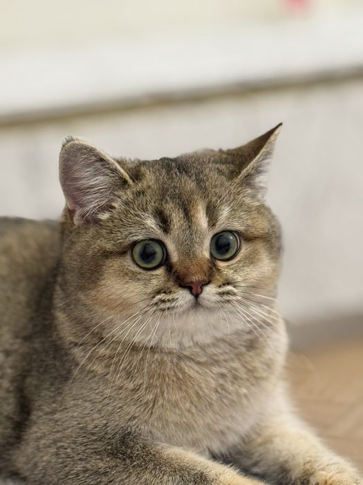 Toza qon Skotish strayt 4oylik