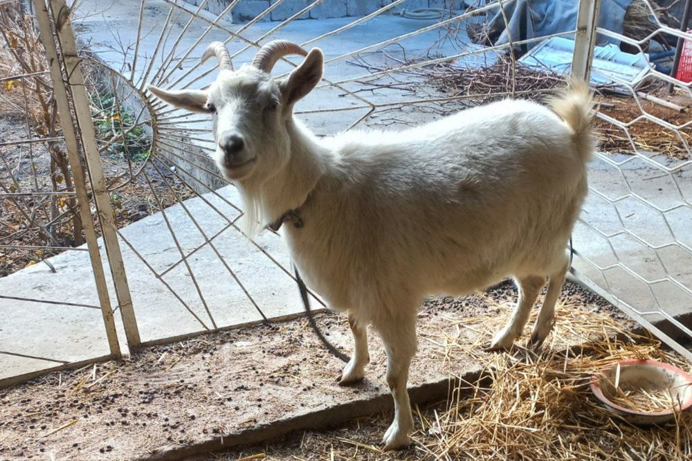 Echkilar 700$ kami bor