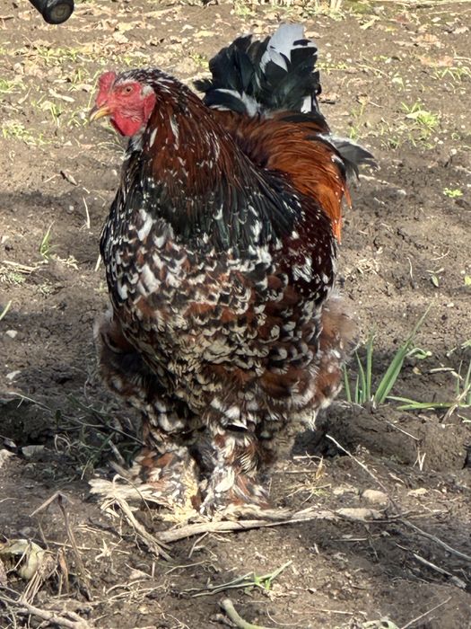 Oua pentru incubat brahma portelan