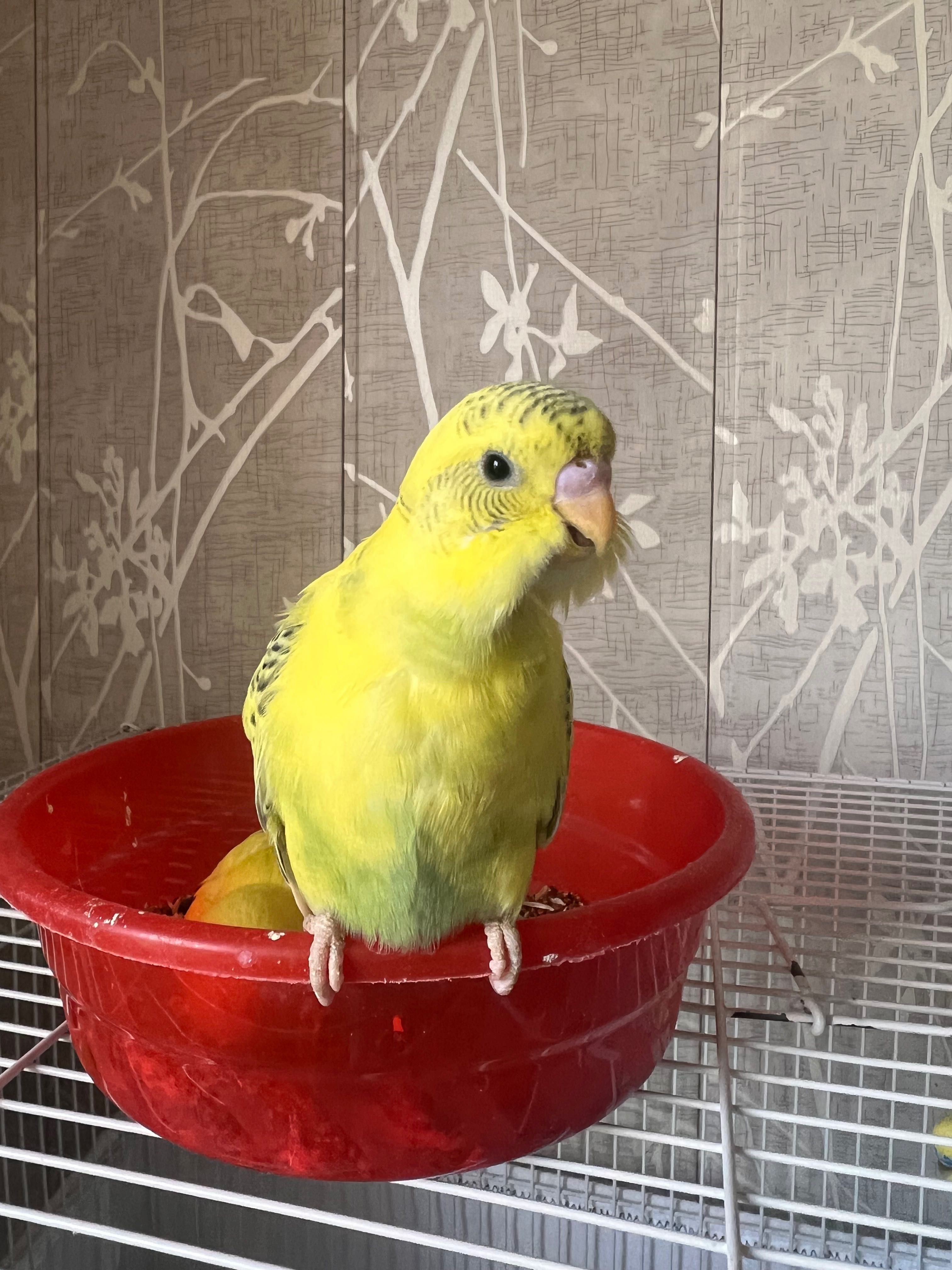 Popugaychiki judayam shirin yoqimtoy Valnisti попугай волнистый