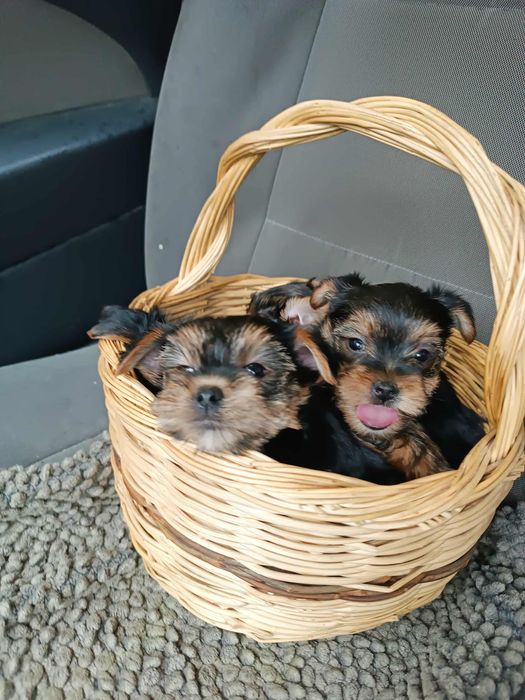 Бебе Йоркширски териер