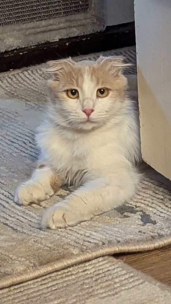 Котик отдается по договору