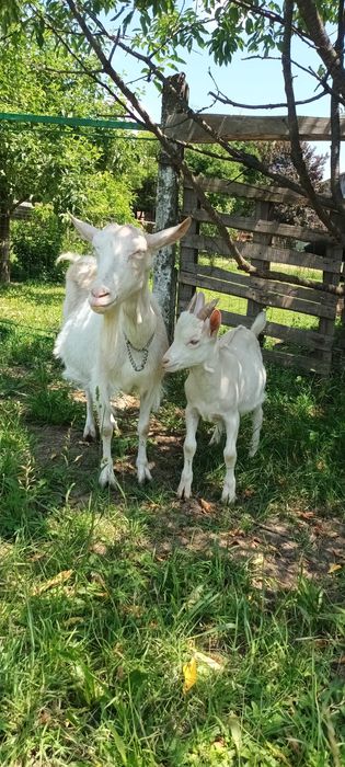 Tăpisor sanen foarte frumos