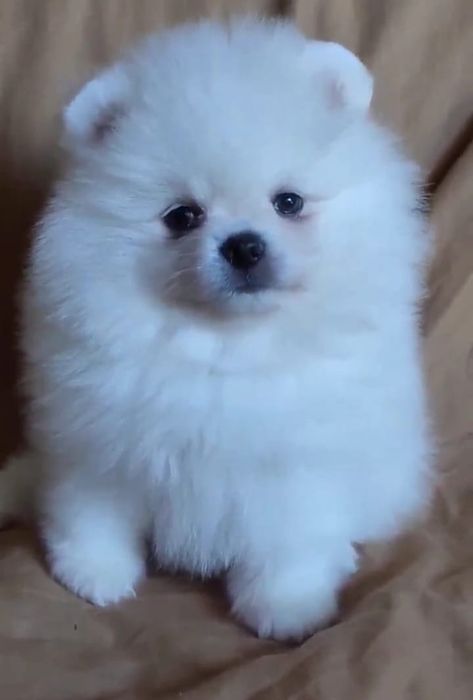 Шпицули мини девочки