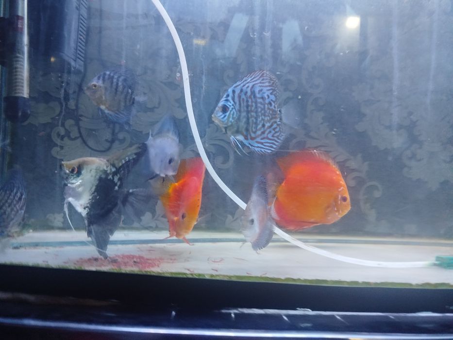 Diskus akvarium bilan komplekt