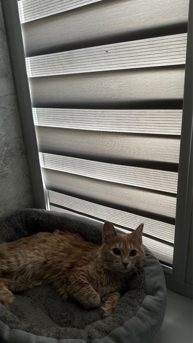 Отдам в хорошие руки кошку