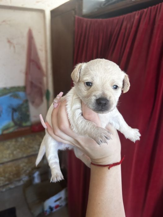 ПОДАРЯВАМ кучета 2 женски 2 мъжки