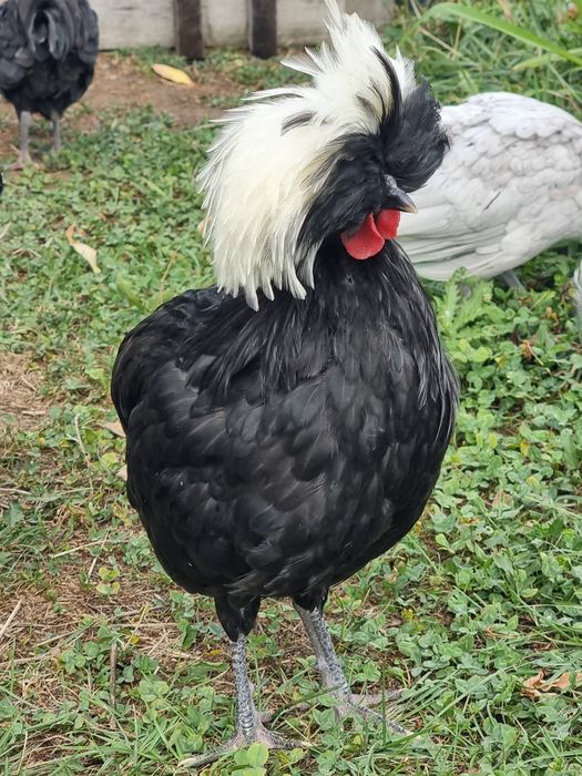 Vand/schimb Cocos motata olandeza 4.5 luni