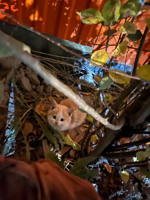 Отдам котят в хорошие руки