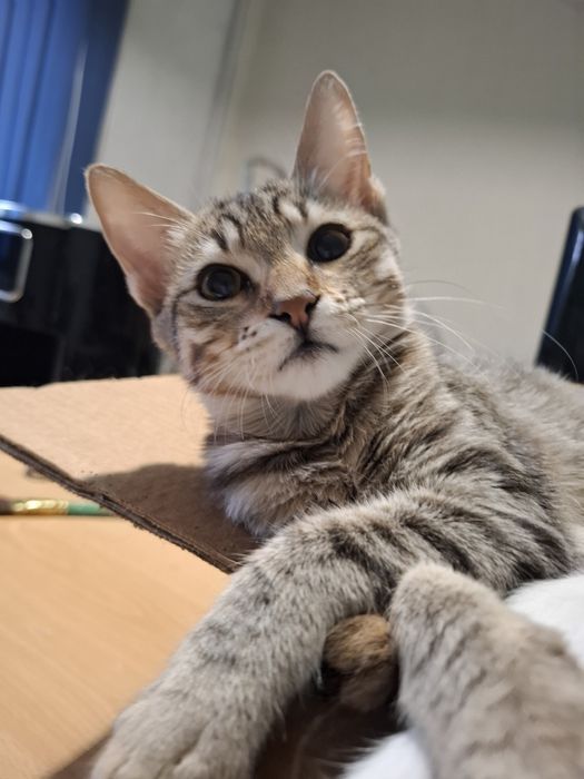 Подарявам 4 месечна женска котка