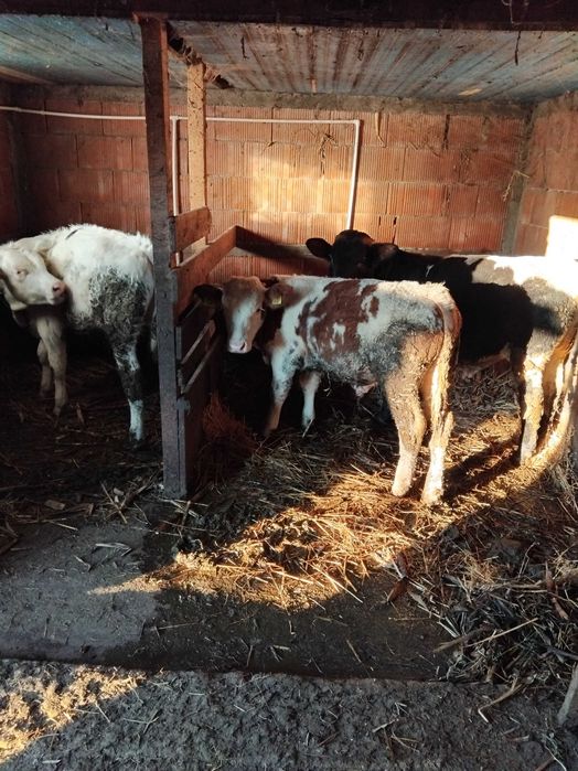 Vând șase tăurași