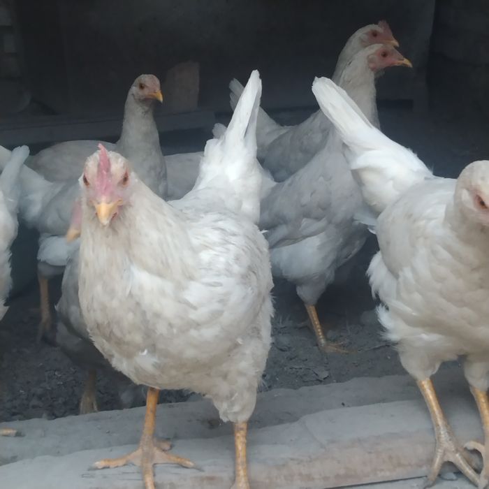 Уйда бокиган товук молотка сотилади срочно