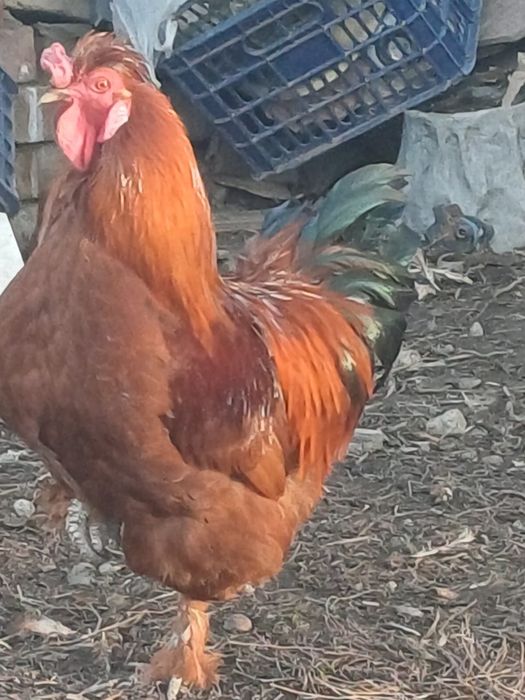 Бір жастағы Қораз сатылады