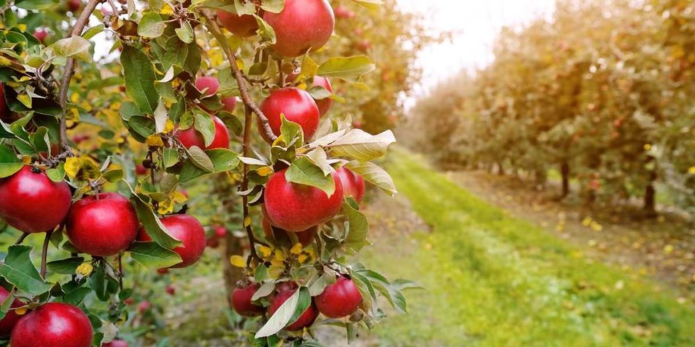 Pomi fructiferi.KAki, Rodiu/aclimatizati/anul 2.livram in toata tara