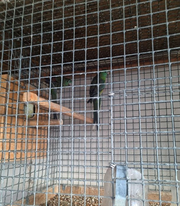 Певчие пара 2млн сум